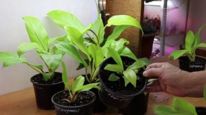 Филодендрон Малай Голд - великолепен и малоуходен!