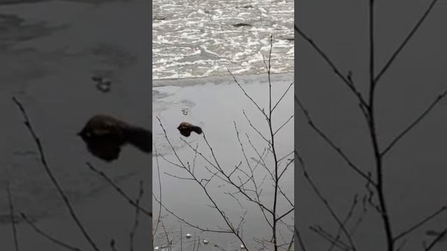 Непонятная смерть хорька смотреть онлайн