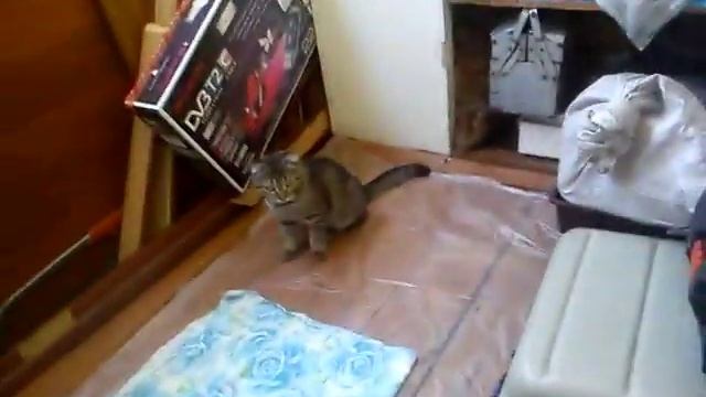 Котик Марс смотреть онлайн