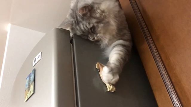 Кот Марс охотится на кальмара. Unsuccessful fishing. 可愛い猫 смотреть онлайн