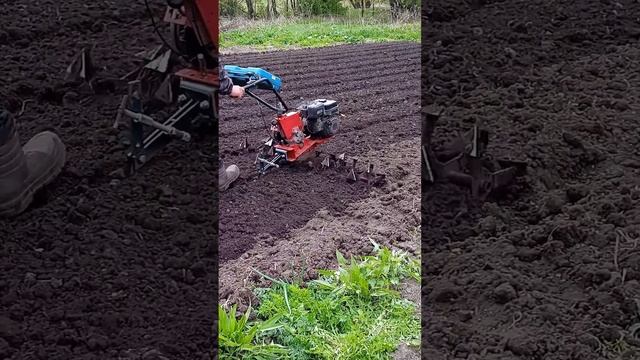 Гусиные лапки снова в деле. Культивируем. смотреть онлайн