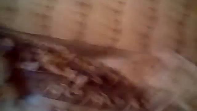 Blog дома знакомлю с собачкой смотреть онлайн