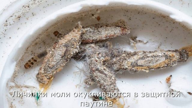 Моль платяная и кладовая, как распознать и бороться смотреть онлайн