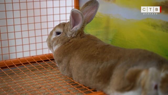 В Бузулуке работает выставка «Планета Пушистиков» смотреть онлайн