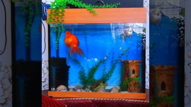 Аквариумные золотые рыбки / Музыка для медитации / Музыка положительной энергии