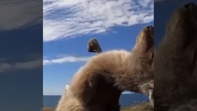 кенгуру 😄 смотреть онлайн