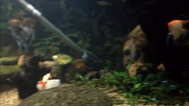 Barbus filamentosus смотреть онлайн