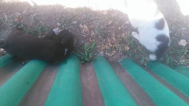 щенки VID_20241006_110955