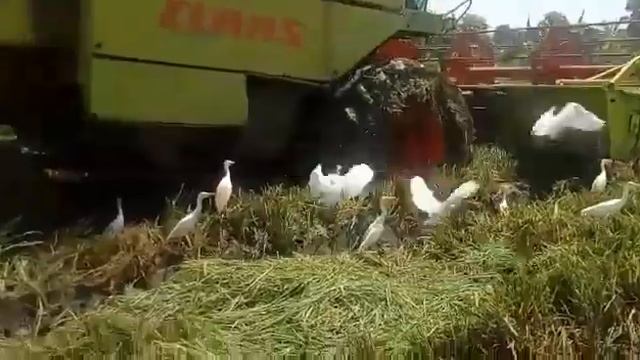 Claas dominator 130 смотреть онлайн