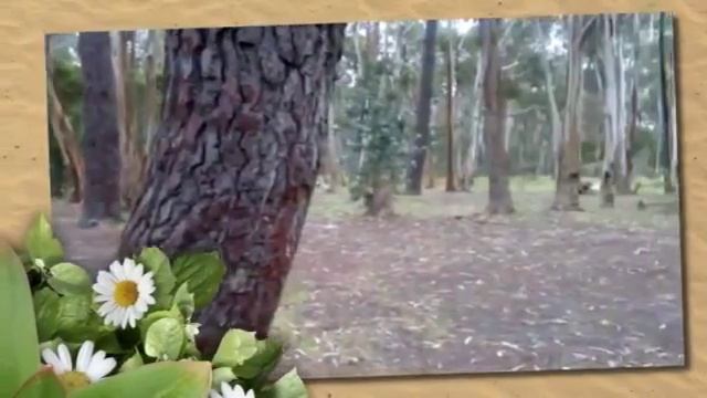 Природа  Южной  Австралии