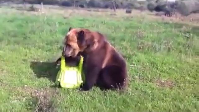 Медведь дима смотреть онлайн