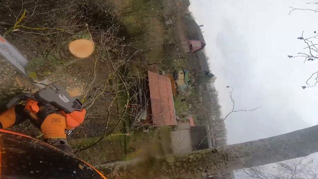 Арбористика‼️Пилим  в дождь  пять деревьев🌳Arboristics‼️ We Saw Five Trees In The Rain In Parts!