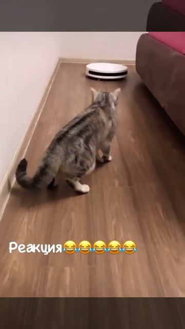 Пердечный сриступ. Кошки и робот пылесос смотреть онлайн