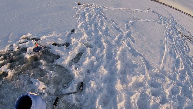 Первый лед 2020-2021! ЖЕРЛИЦЫ!!! Ловля РОТАНА на ЖЕРЛИЦЫ. Зимняя рыбалка. Ротан жрёт ФЛАЖКИ горят! смотреть онлайн