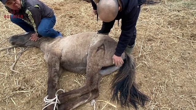 ТАЙҒА ТАҢБА БАСТЫҚ смотреть онлайн