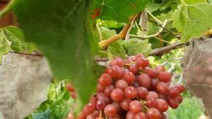 Виноград Ливия