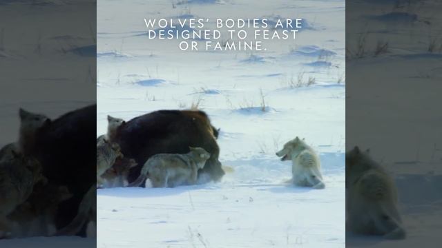 Hostile Planet | Against All Odds - Wolves