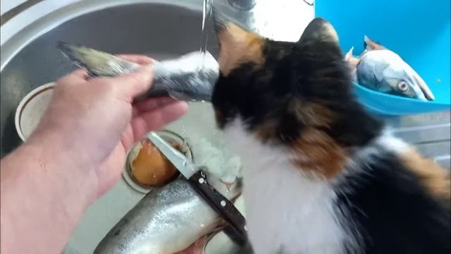 ЧТО ОНА ТВОРИТ- ЭТА ШУСТРАЯ ПОМОЩНИЦА - СОЛИМ ГОРБУШУ с 🐈⬛😉 смотреть онлайн
