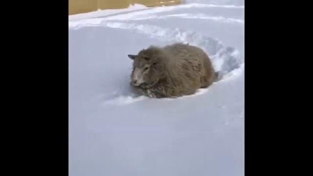 Наши маленькие друзья. смотреть онлайн