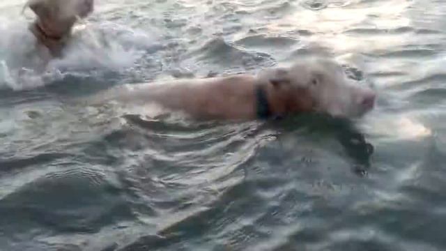 Cosmo & Comet swimming in the ocean смотреть онлайн