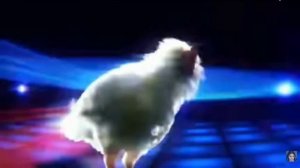 песня про курицу🐡🦆🐔🐓🐥🐤🐣