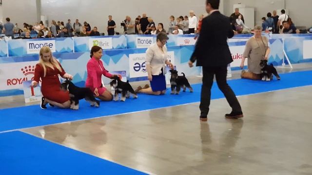 Евразия 2018. Кобели открытый класс ч.2 смотреть онлайн