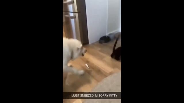 #shorts Pet Moments: 2024's Top Animal Lover Compilation 🤣 | BEST Compilation of animal alphabet смотреть онлайн