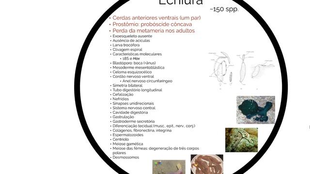 Verme de Guerra: um conto filogenético sobre alguns anelídeos смотреть онлайн