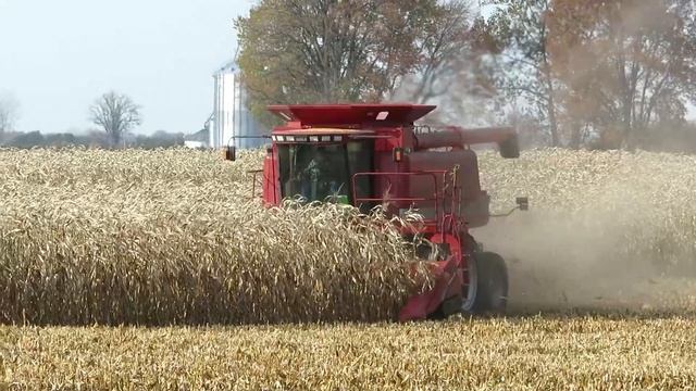 Harvest 2020 | Case IH 2366 Combine Harvesting Corn | Corn Harvest 2020 смотреть онлайн