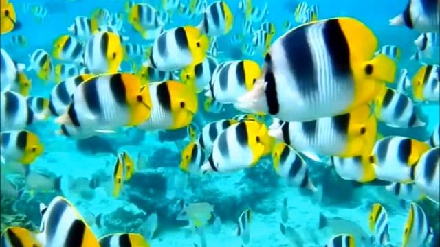 Підводний світ смотреть онлайн