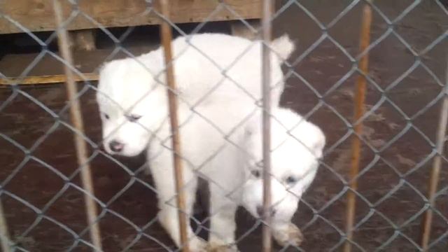 20150330 174739 смотреть онлайн