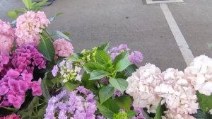 Цветочный рынок Ярмарка Вкуса г. Краснодар ул Крылатая 3 Б от 11.05.24г