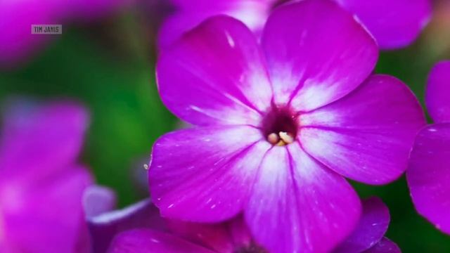 Peaceful Relaxing Music, Soft Instrumental Music, Meditation Nature Music Ocean