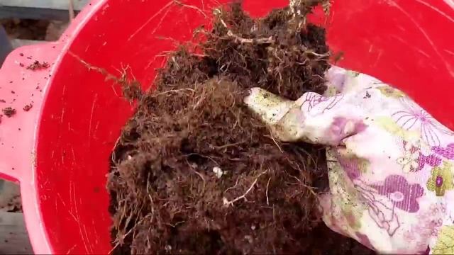 Погибают гортензии.Примеры.Рассуждения. смотреть онлайн