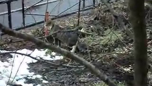 Трезвый Кот с ул. Сикейроса 6 смотреть онлайн