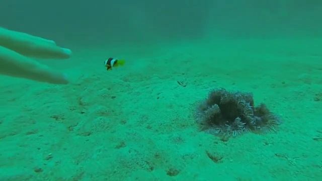 The angry Nemo смотреть онлайн