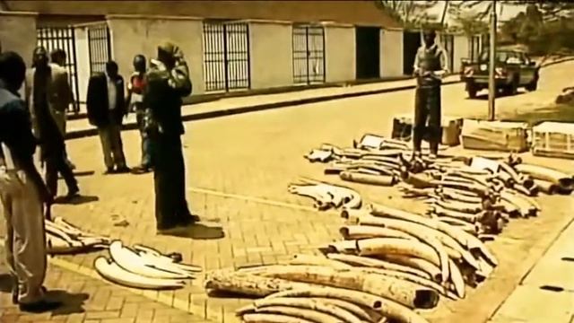 52 Ivory Trade смотреть онлайн