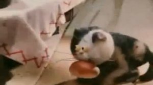 Нарезка правонарушений  мультфильмы