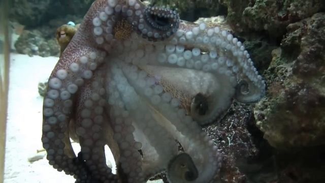 Pen-Close up of my Octopus смотреть онлайн