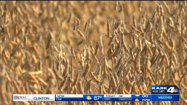Soybean Farmers Impacted by Tariffs Battle смотреть онлайн