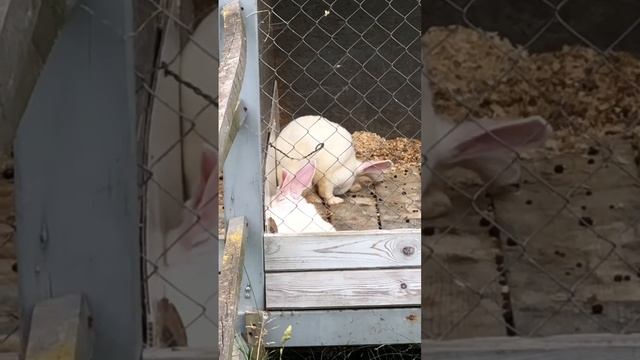 «Дом лани» в Зеленограде смотреть онлайн