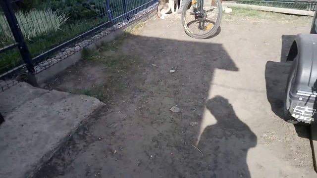 Хаски встречают хозяина с работы.🚴🐕🐕🐕 смотреть онлайн