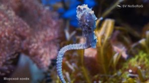 МОРСКОЙ КОНЁК ТАНЕЦ В ЛАЗУРНОЙ КОЛЫБЕЛИ, САМАЯ МЕДЛЕННАЯ РЫБА В МИРЕ, МОРСКОЙ КОНЁК