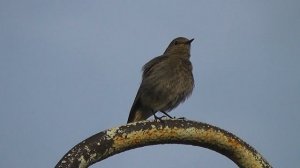 Горихвостка чернушка