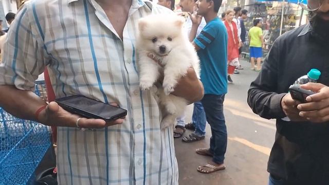 Galiff Street Pet Market Kolkata | Dog Market In Kolkata | Kolkata | Gallif Street Kolkata | Dogs
