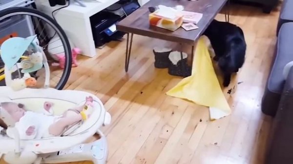 Я ржал в течение часа 😾 Самые сумасшедшие кошки раздражают детей     Смешные видео о кошках 2020