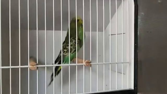 World Online Budgie Show inscription 40 WOBS Budgie Planet 2021 смотреть онлайн