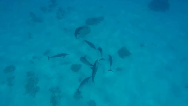 Amazing Spinner Dolphins. Marsa Alam, The Red Sea.