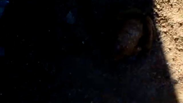 Ядовитая лягушка смотреть онлайн