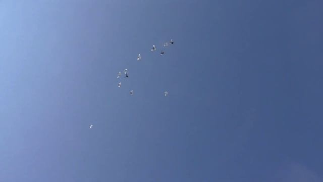 🦅 по-прежнему игнорирует моих 🕊️ 😏 смотреть онлайн